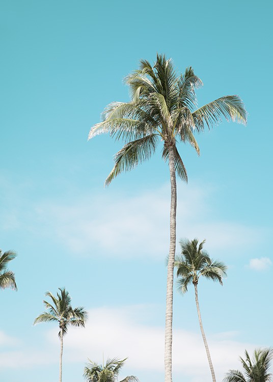 Miami Beach Palms Poster / Tropical at Desenio AB (10764)