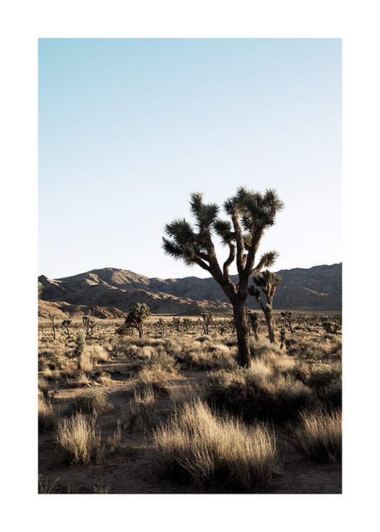 Joshua Tree National Park Poster / Deserts at Desenio AB (10798)