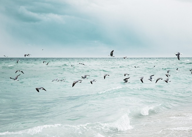  - Photo of a flock of birds flying over a stormy beach shore