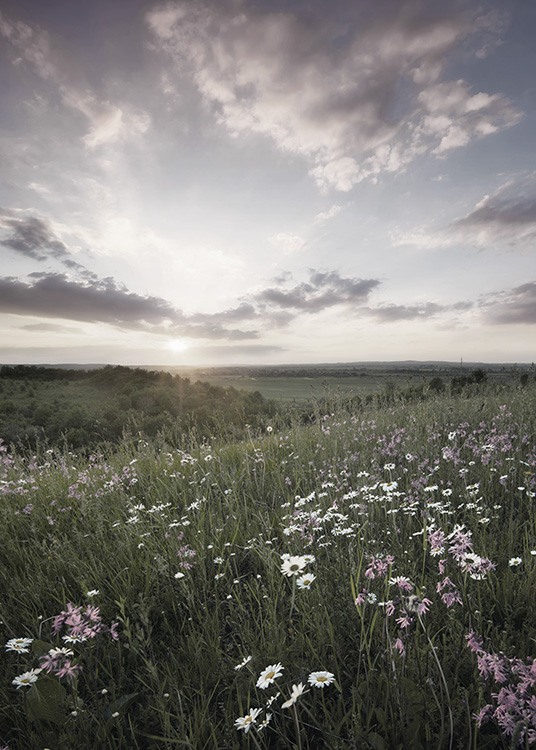  - Dreamy photo poster of a colourful summer meadow and a sunset on the horizon.