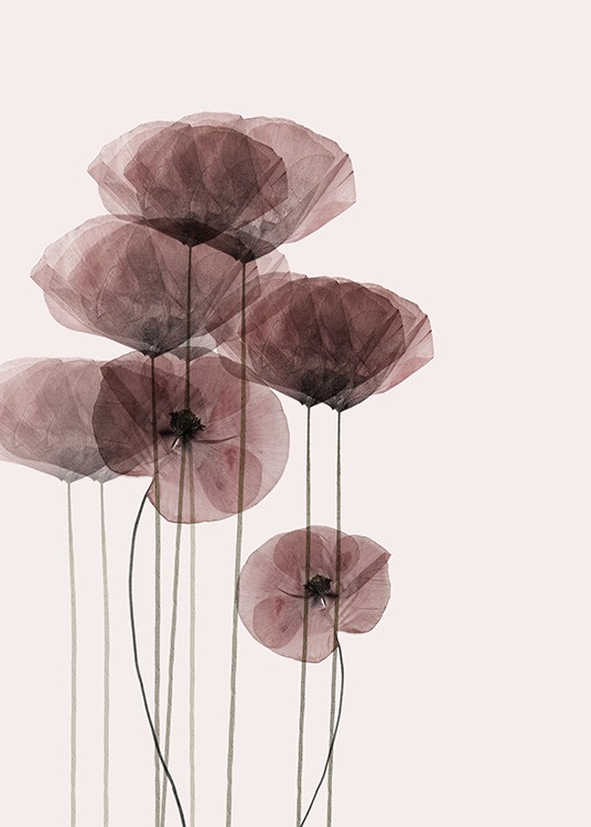  - Stylish drawing of several red poppies on a simple background