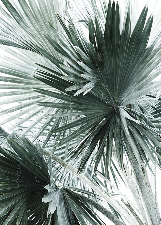  - Modern plant poster with tropical palm leaves in cool colours.