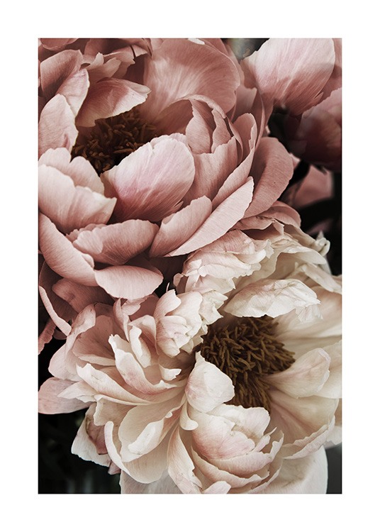  – Close up photograph of a white and pink peony in full bloom