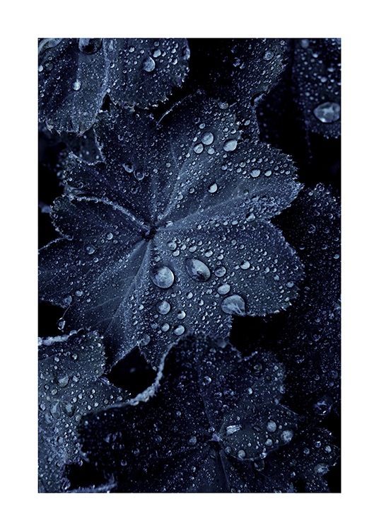 Raindrops on Blue Leaves Poster / Photographs at Desenio AB (11052)