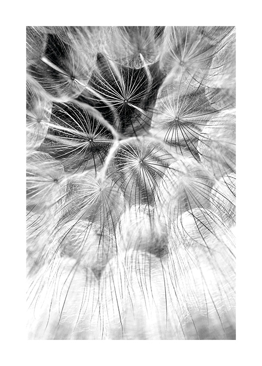 Dandelion Dreams Poster / Black & white at Desenio AB (11179)