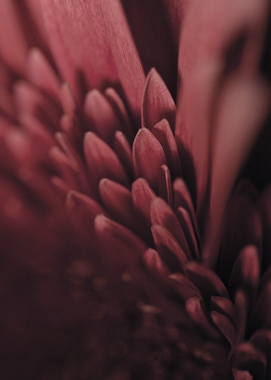 - Beautiful close-up botanical poster of a burgundy lilac flower.