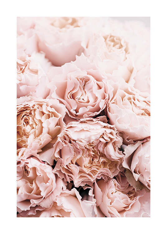 Bouquet of Roses Poster / Photographs at Desenio AB (11189)