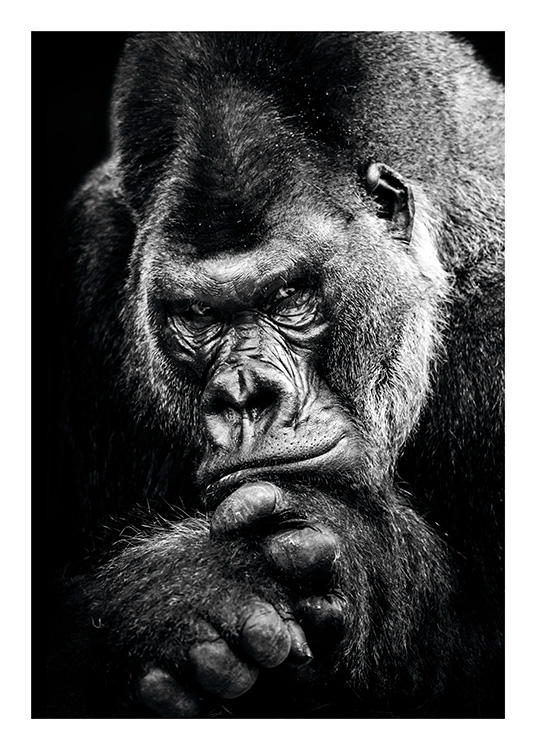Gorilla Poster / Black & white at Desenio AB (11255)