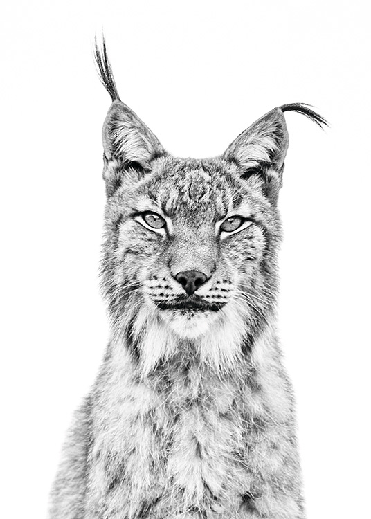 Lynx Poster Lynx Portrait Uk