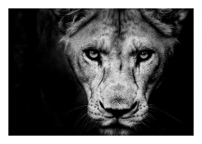 Lioness Close Up Poster / Black & white at Desenio AB (11259)