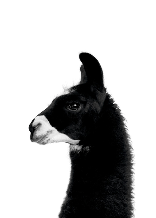  - Black and white animal poster of a black llama with a white snout in portrait