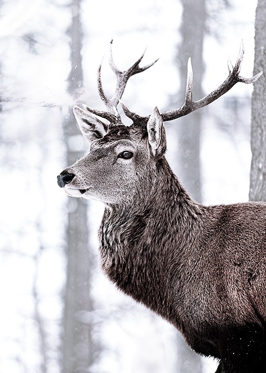 – Poster of a deer in a white forest background 