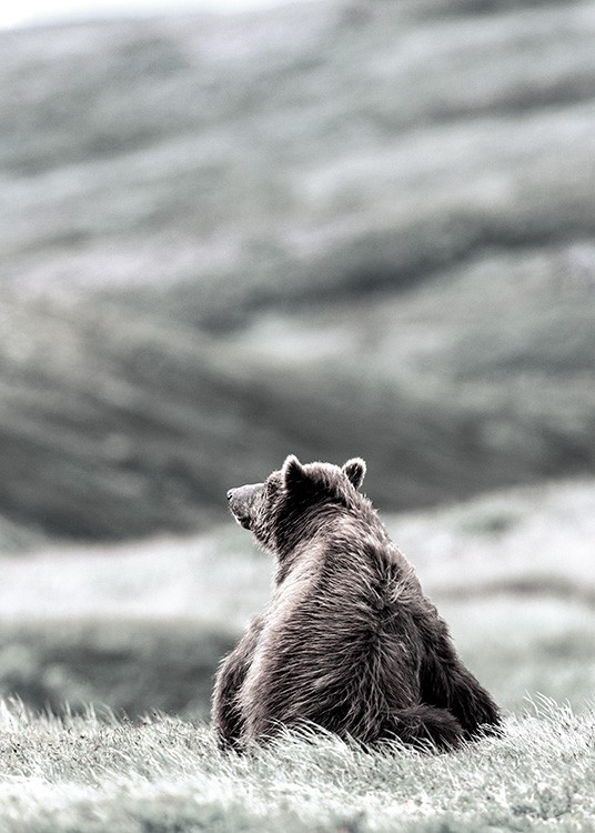 – Print of a bear sitting on the grass 