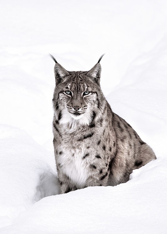 – Poster of a Lynx sitting in the snow 