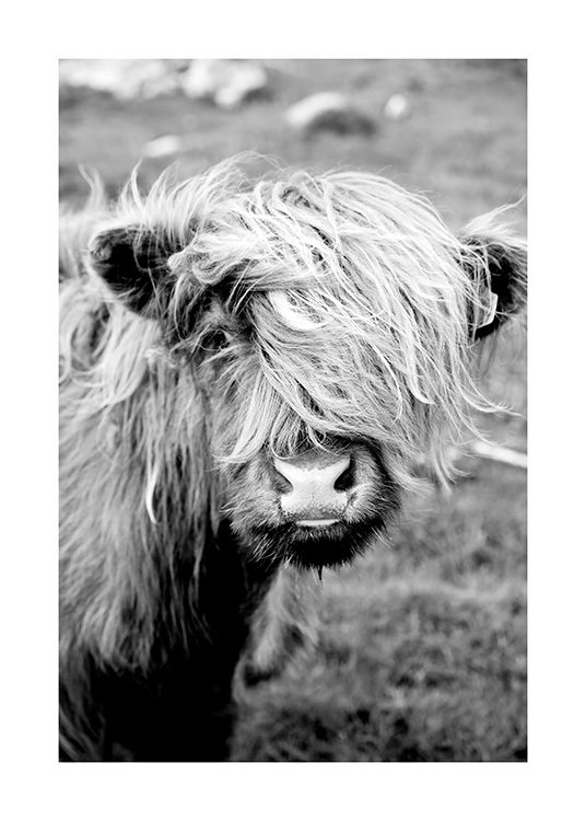 Portrait of Highland Cattle Poster / Animals at Desenio AB (11485)