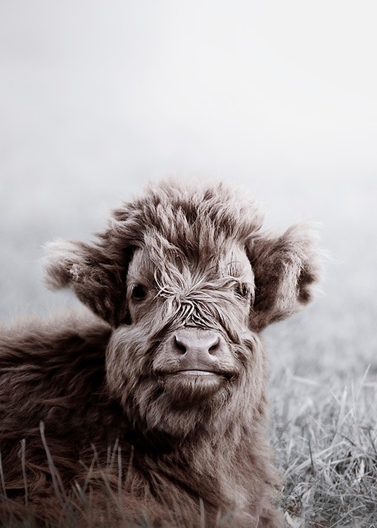 Highland Cattle Calf Poster / Animals at Desenio AB (11549)