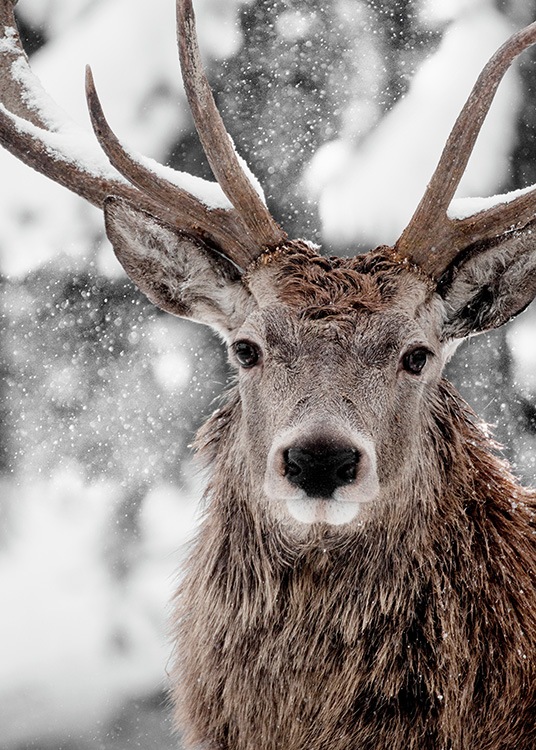 Winter Stag Poster / Photographs at Desenio AB (11554)