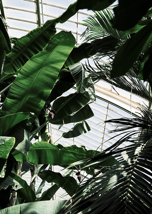 – Poster of green plants in a greenhouse photographed from underneath. 