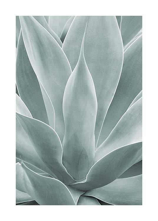 Agave Leaves No1 Poster / Photographs at Desenio AB (11659)