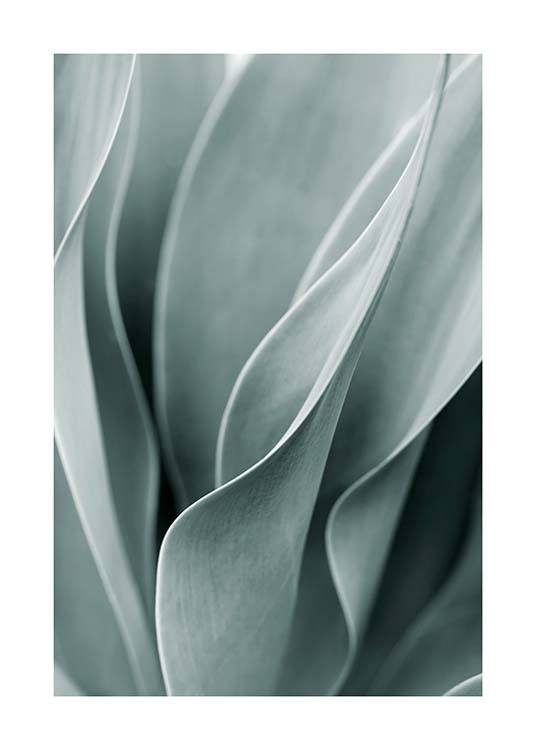  – Photograph of the light green leaves of an agave plant