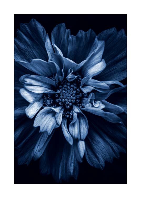 Blue Anemone Poster / Photographs at Desenio AB (11663)