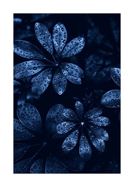 Raindrops on Leaves Poster / Photographs at Desenio AB (11664)
