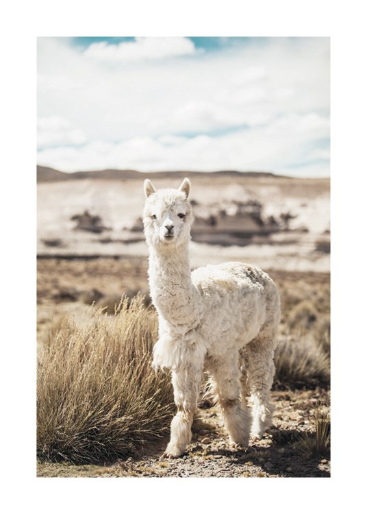 Curious Alpaca Poster / Photographs at Desenio AB (11670)