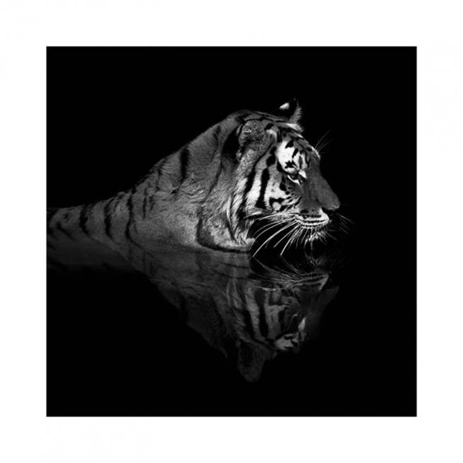 Tiger in Water Poster / Photographs at Desenio AB (11688)