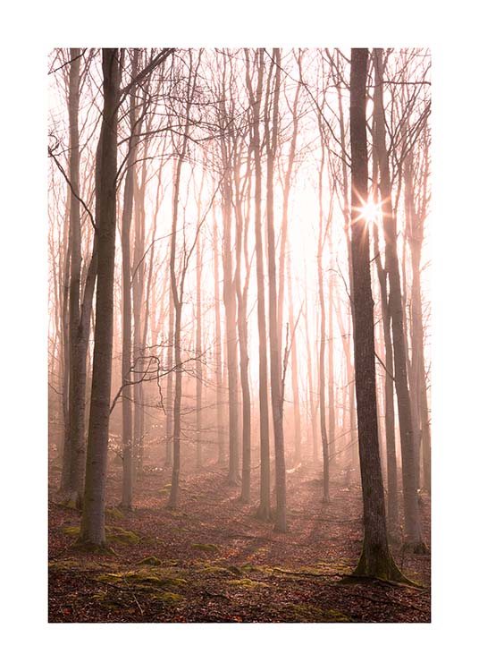 Forest in Fog Poster / Nature prints at Desenio AB (11713)