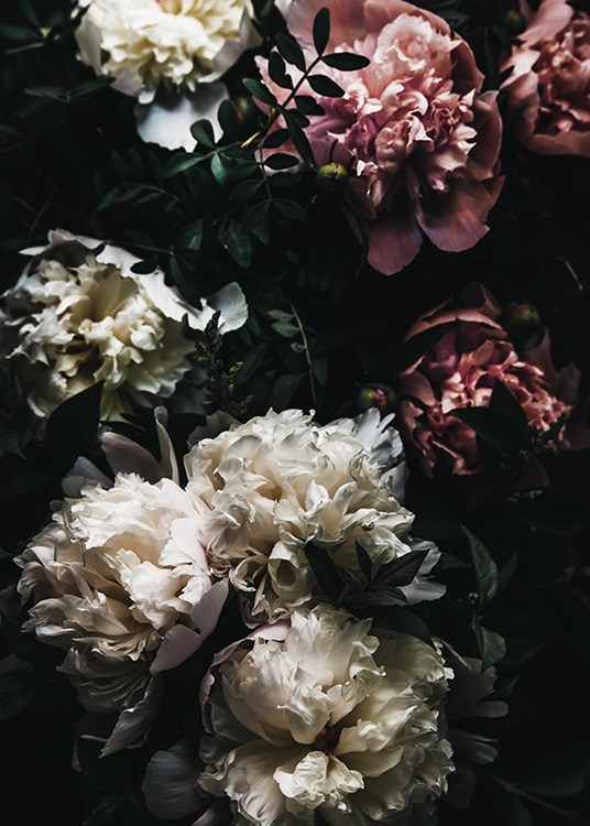 –Photo of pink and white peonies. 