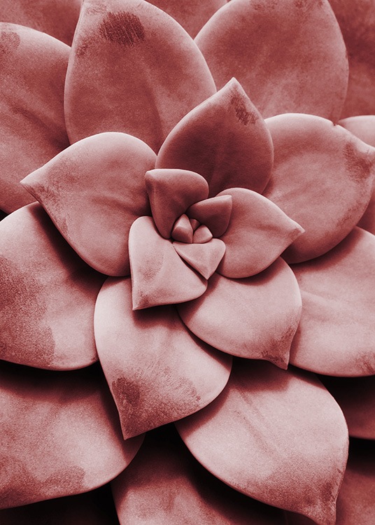 –Poster of a red succulent in a close-up photo. 