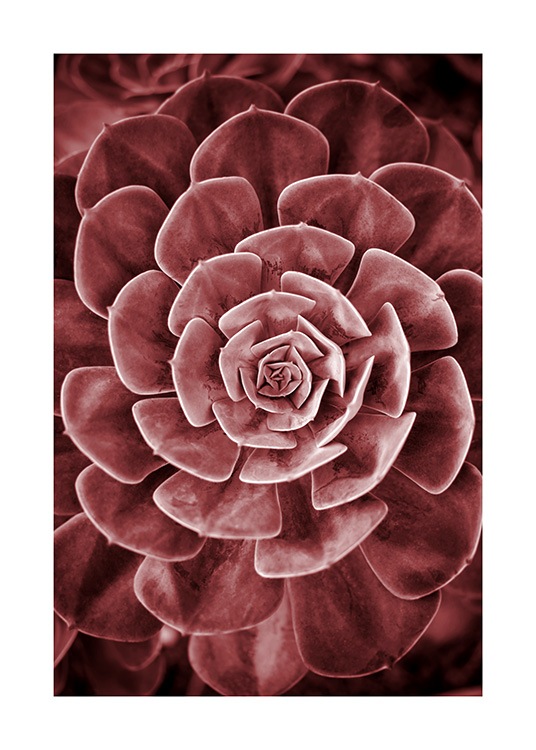Red Succulent No2 Poster / Photographs at Desenio AB (11789)