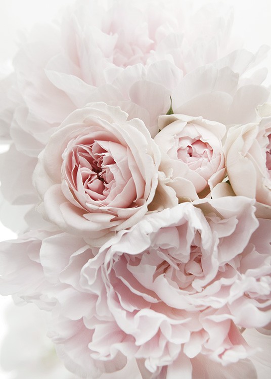 – Photograph of a bunch of peonies and roses in light pink