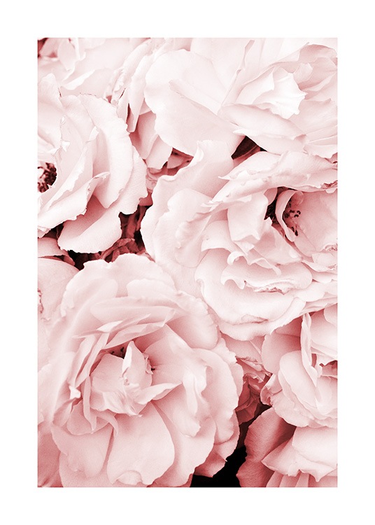 Close Up Pink Roses Poster / Photographs at Desenio AB (11793)