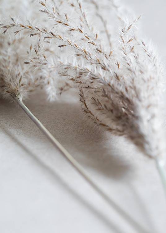 –Close-up of reeds on a white background. 