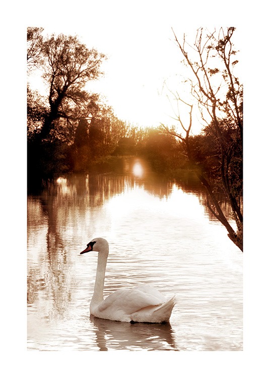 Swan on River Poster / Photographs at Desenio AB (11852)