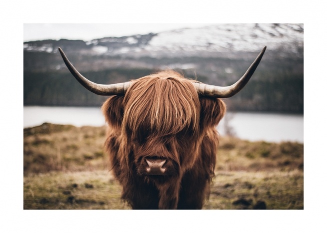 Scottish Highland Cattle Poster