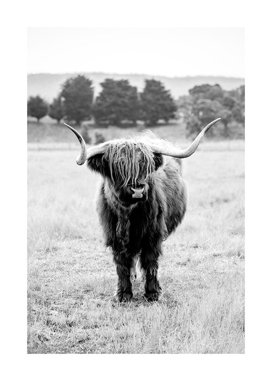 Highland Cattle B&W Poster / Animals at Desenio AB (11854)