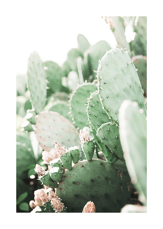 Prickly Pear Cactus Poster / Photographs at Desenio AB (11892)