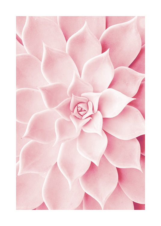 Pink Succulent Poster / Photographs at Desenio AB (12021)