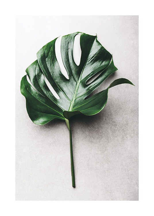 Green Monstera Leaf No1 Poster / Photographs at Desenio AB (12050)