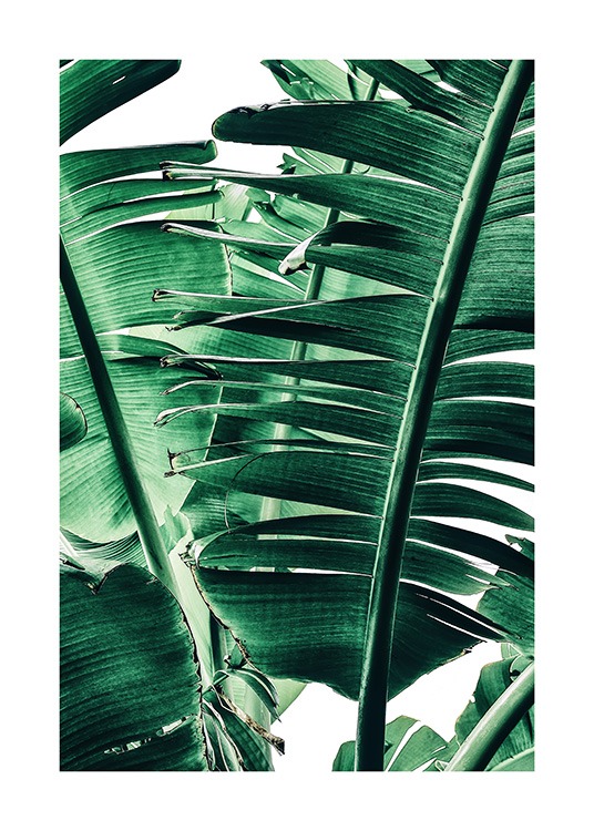 Banana Palm Leaves No1 Poster / Photographs at Desenio AB (12052)