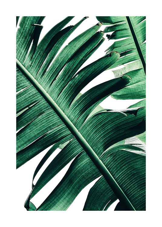 Banana Palm Leaves No2 Poster / Photographs at Desenio AB (12053)