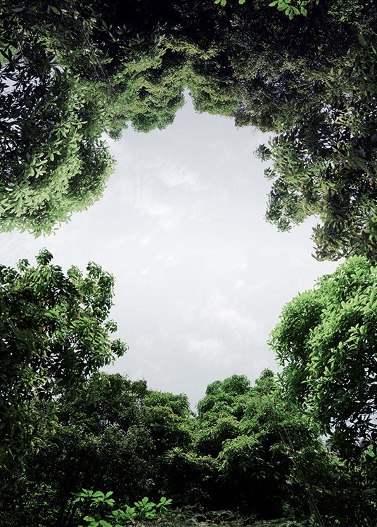 – Photograph of trees forming a circle with the sky coming through. 