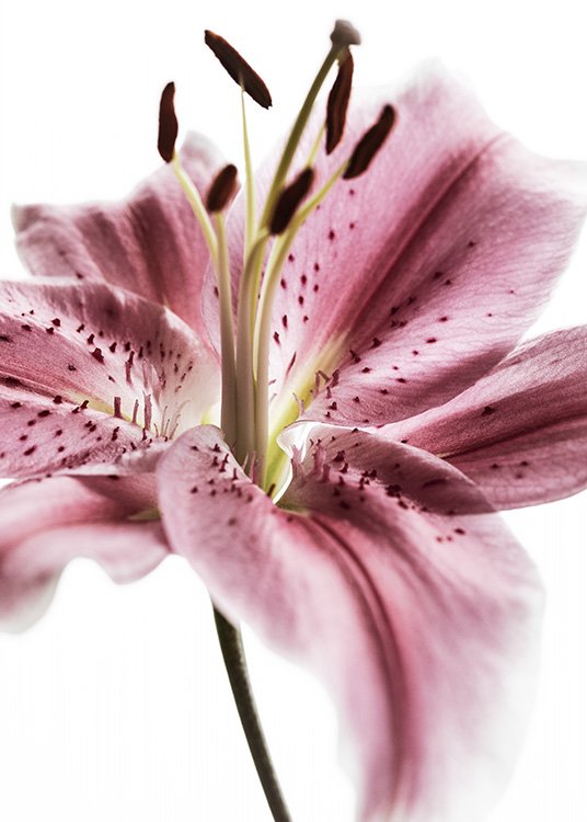 –Poster of a pink Lily on a white background. 