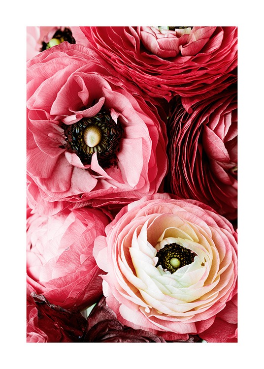 Bouquet of Pink Ranunculus Poster / Photographs at Desenio AB (12108)