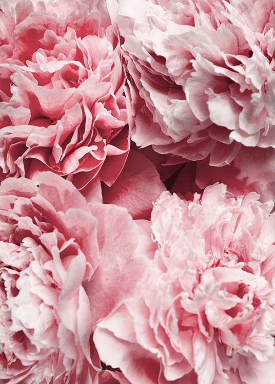 –Poster of close-up pink peonies.