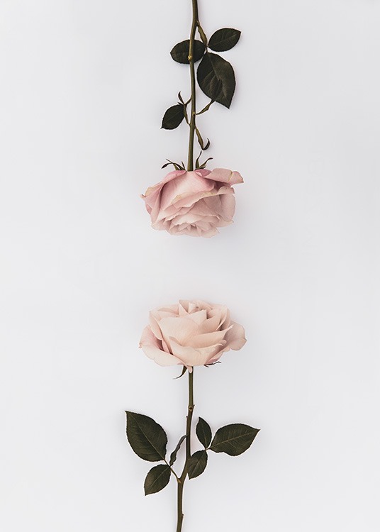 Two Roses Poster / Botanical at Desenio AB (12164)