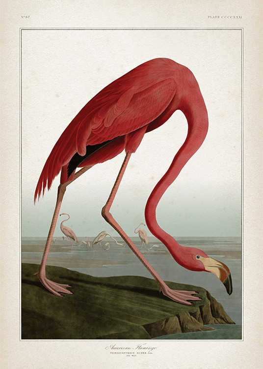 – Vintage Flamingo art print