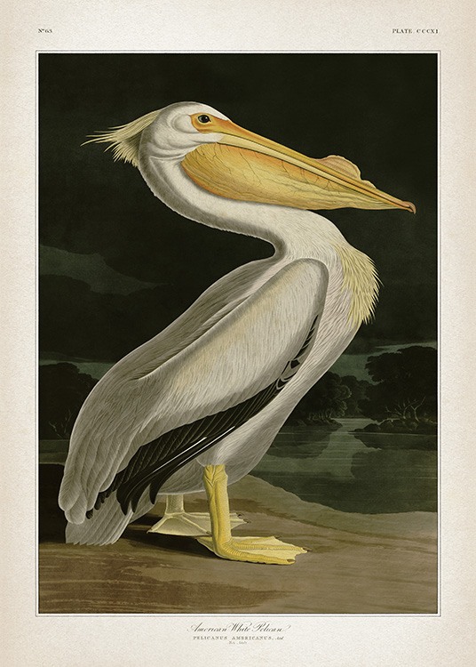 American White Pelican Poster / Retro & vintage at Desenio AB (12171)
